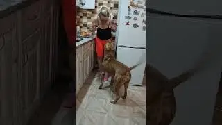 Папе дай игрушку!)