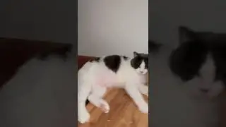 GENDUT TUKANG NYENDER