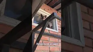 #сфинксы #смех #кошки #топ