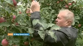 «Сельский порядок». Пушкарное Яковлевского района (Анонс)