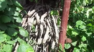 Сад обрезанный, опрыснутый, окопанный - рабство. Джунгли-свобода