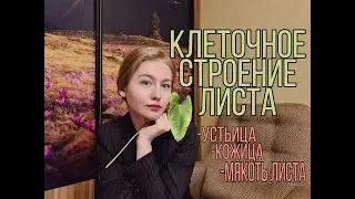 БОТАНИКА||КЛЕТОЧНОЕ СТРОЕНИЕ ЛИСТА