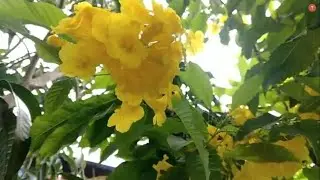 СЕРДЦЕ ОДИНОКОЙ  ЖЕНЩИНЫ КОМПОЗИЦИЯ ЭДГАРА ТУНИЯНЦА