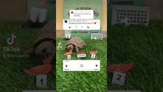 Armadio è qui per voi #roma #lecce #calcio #turtle #seriea #highlights #mourinho #lukaku