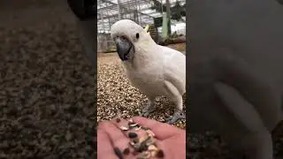 Parrot Talking - Smart And Funny Parrots Video | EP711