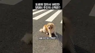 주인이 목줄을 놔버리자.. 댕댕이의 기막힌 행동