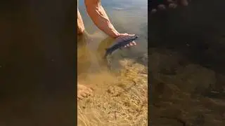 ВЫПУСКАЮ ЩУКУ,⚠️спустя 2 года в озеро⚠️#fishing #aquarium #аквариум #fish #щука #pike.ЧАСТЬ 2
