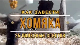 Если вы подумываете завести хомяка, вот 25 полезных советов!