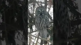 Бородатая неясыть. #birds #nature #птицыроссии  #птицы #совы