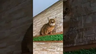 Камышовый кот-игрун 😸