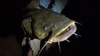 Flathead & River Striper| Delaware River Camp #2
