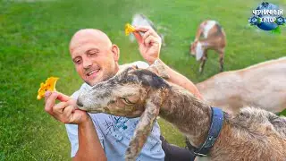 Жизнь летом кипит и даже шкворчит! Строительство гаража продвигается быстрыми темпами.Лисички в лесу