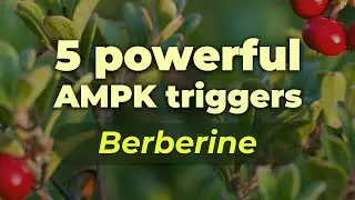 Find the power of Berberine for optimal blood sugar and metabolism | Nation Health MD #gluco24