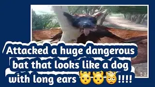 A huge dangerous bat that looks like a dog with long ear, attacked a small village in Sindh but was