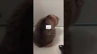 Does your cat eat human hair too? 🥴 #cat #kitten #funny