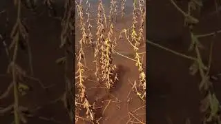 🌱🐟  Integração entre a piscicultura e a agricultura irrigada? 