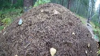 на переходке. бассейн в лесу