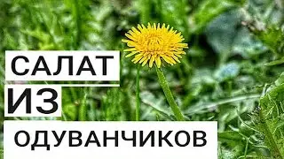 Салат из Одуванчиков. Как Приготовить Полезный Весенний Корейский Салат за 0 рублей.