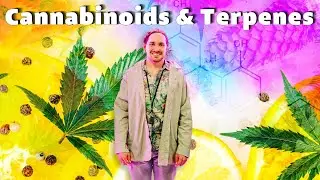 Cannabinoids and terpenes explained in five minutes!