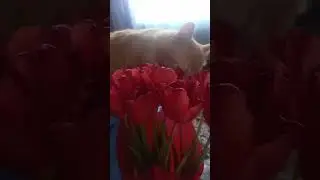 Рыжий и тюльпаны