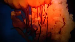 ural - yanarken (Visualizer)