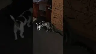 Дружба кота и собаки! Джесси и Лекс.