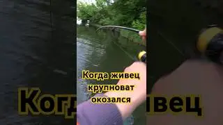 НИЧЕГО СЕБЕ ЖИВЕЦ...