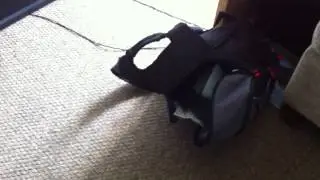 Cat in a bag Erik the Norwegian Forest cat