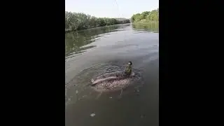 рыба мечта