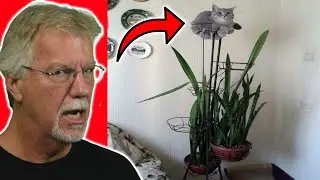 Cats In Places They Shouldn't Be Reaction