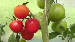 23.07.23г.Что растёт в уральской теплице???🍅🌶🥒🍉