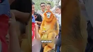 Обезьяна просила еду для себя и ребенка 🦧🥺 