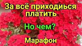 За всë в жизни нужно платить💰, а чем?/ Отчëт за неделю марафона