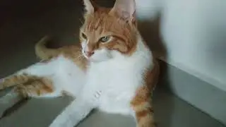 Кот ФОКУС (покус трюляля) СМЕШНЫЕ КОТЫ FUNNYCAT
