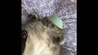 А по лесу я иду тик ток !!!