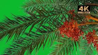 palm trees green screen 4k
