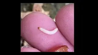 Caterpillar nut. 4K video. Raupe und walnuss,