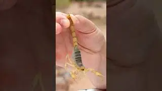 Stung by a Giant Desert Scorpion!