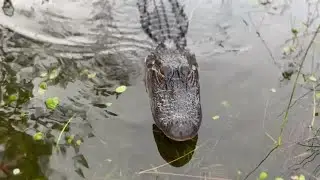 Friendly backyard alligator swims up and says hello