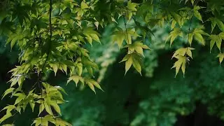 평화로운 수목원에 봄비가 차분하게 내립니다. 빗소리 ASMR