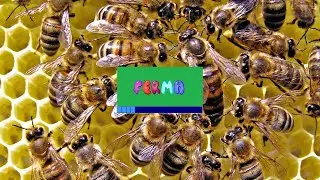 РАЗВЕДЕНИЕ ПЧЁЛ [Программа Ferma] (Выпуск — 23)