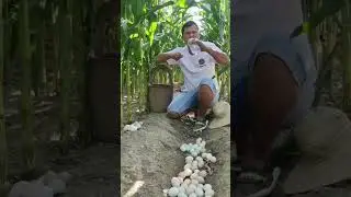 Amazing Egg Harvesting on Free Range Chicken Egg Farming #chicken #eggharvesting #eggfarming