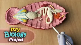 How to make Digestive System of Cockroach 3D Model | DIY Project