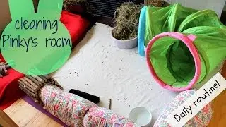 My daily cleaning routine for my bunny's room