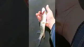 ПО ЩУЧЬЕМУ ВЕЛЕНИЮ