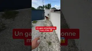 Heureusement que Nino a un bon refus d’appât 😨😨 #chien #malinois #nino #voisins