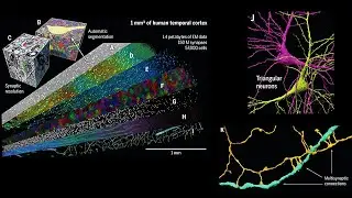 A petavoxel fragment of human cerebral cortex reconstructed at nanoscale resolution