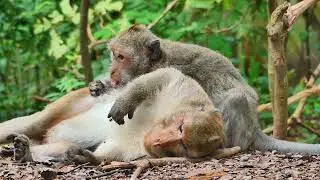 Peaceful Mak sleep on the earth getting attention by old Jade, Wonderful wildlife monkey