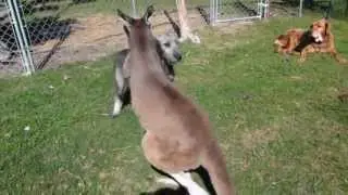 PUPPY AND KANGAROO PLAY CHASE