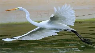 Som da Garça - Barulho Da Garça - Heron Sound